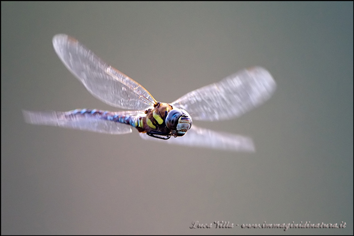 Anax parthenope